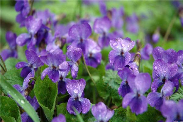 African violet