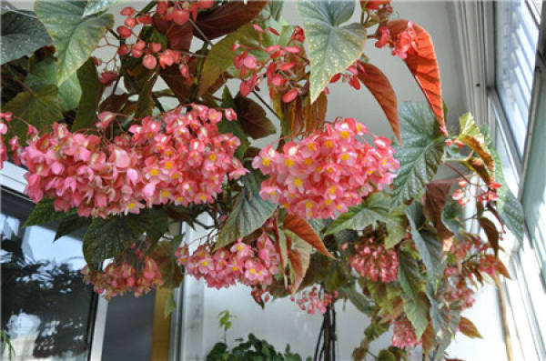 Chinese flowering crabapple