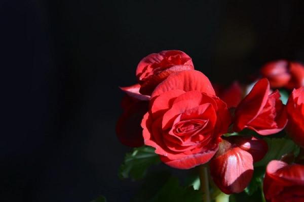 Rieger Begonia