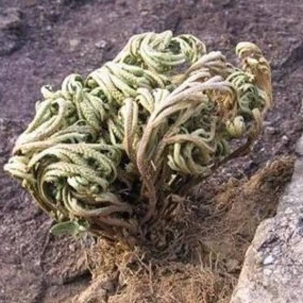 Selaginella