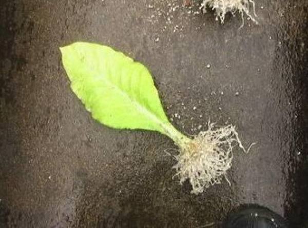 hydroponics