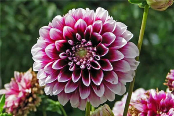 Dahlia
