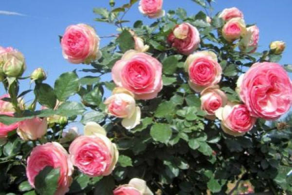 Rattan Rose