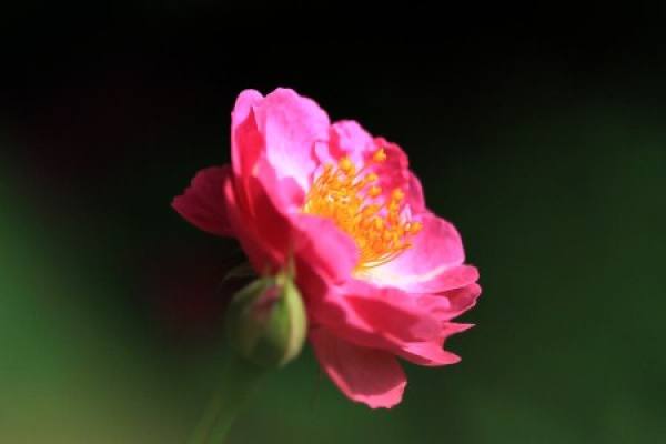 rose