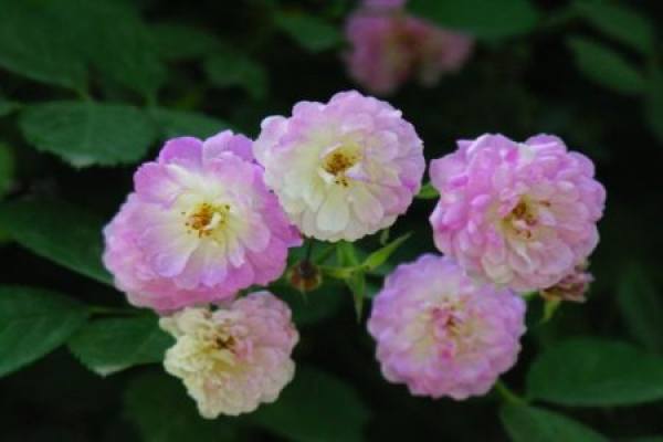 rose