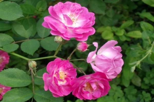 rose