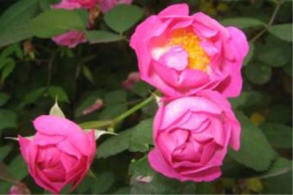 rose