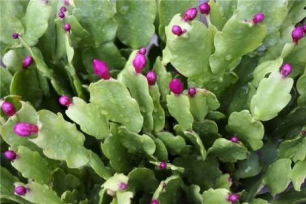 Zygocactus japonicus