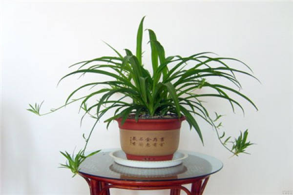 Chlorophytum comosum