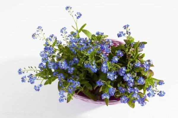 Forget-me-not