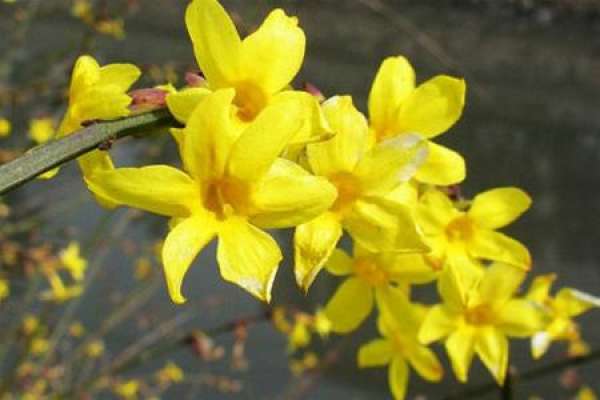 Forsythia