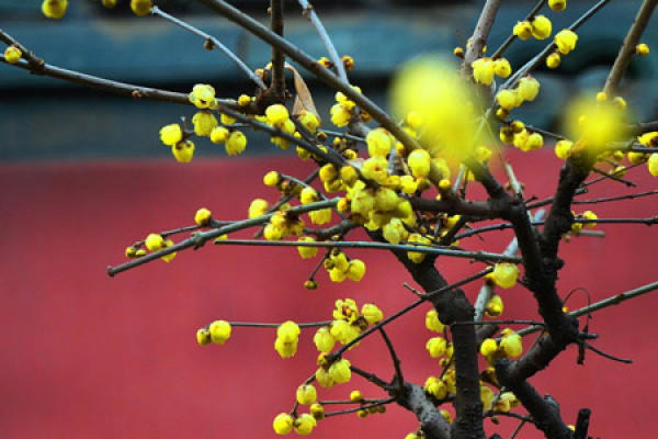 Forsythia