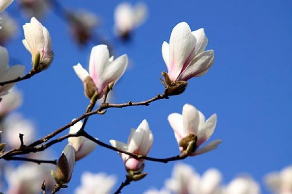 Wintersweet