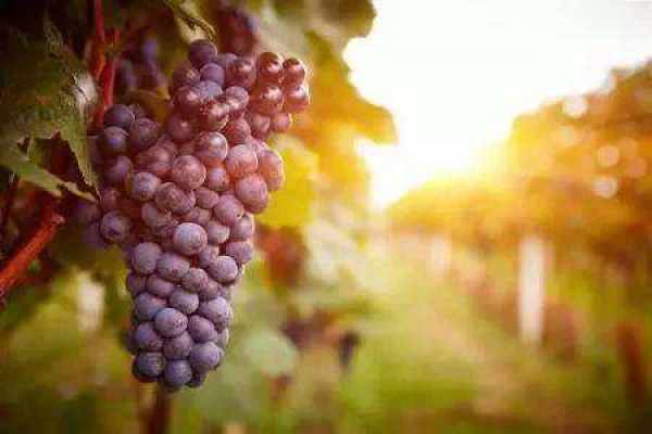 Grape