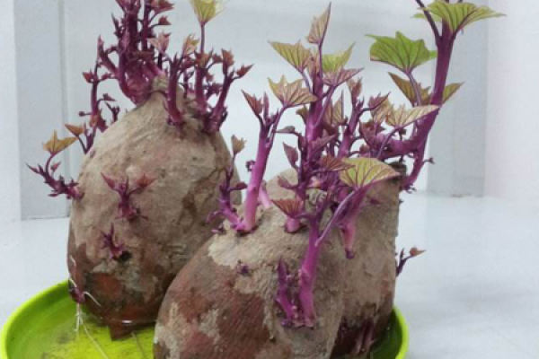sweet potato
