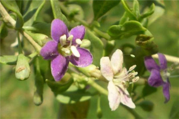 Lycium barbarum