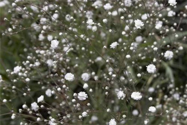 Gypsophila paniculata