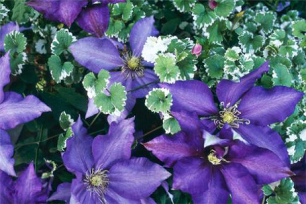 Clematis