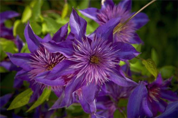 Clematis
