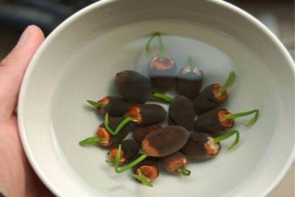 budding lotus seeds