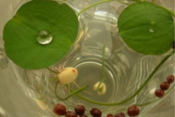 budding lotus seeds
