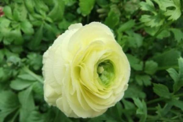 Ranunculus japonicus