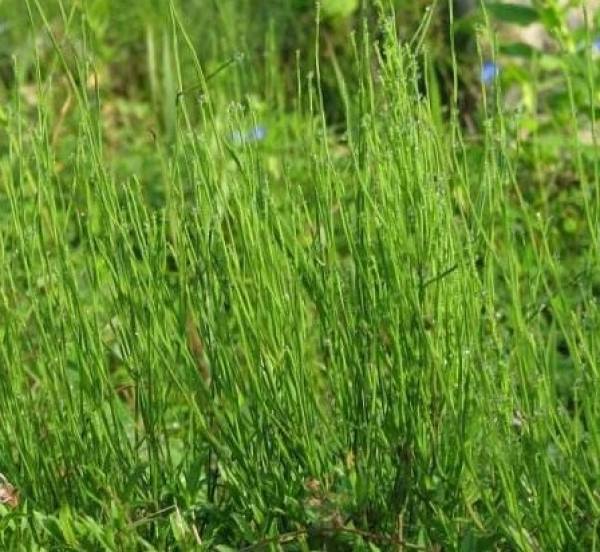 Herba Arundinacea