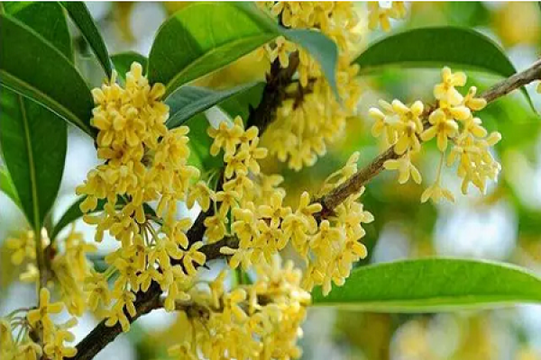 Cinnamomum japonicum