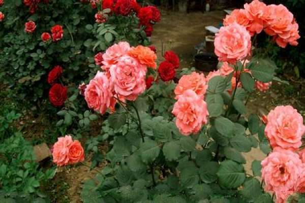 Chinese rose