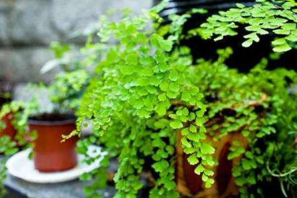 Maidenhair fern