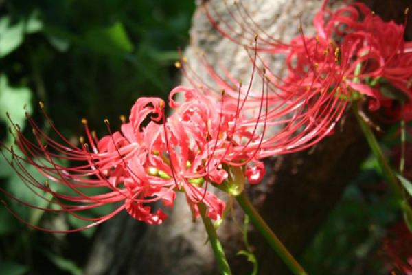 MANSA Juhua