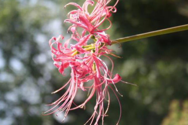 Man Sha Zhu Hua