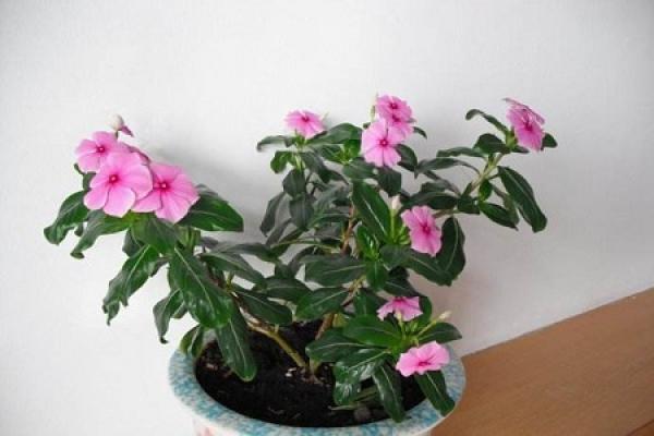 seasons plum