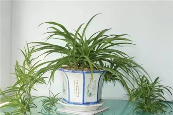 Chlorophytum comosum
