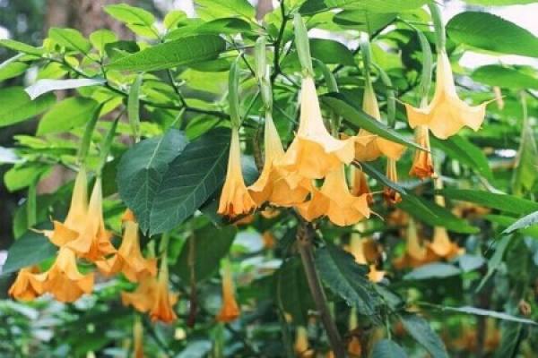 Datura