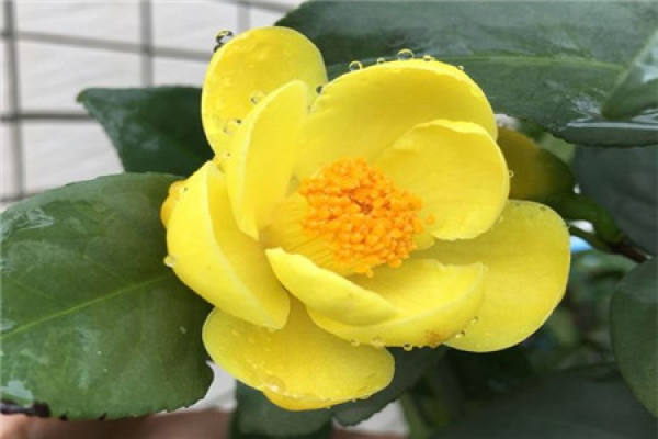 Camellia