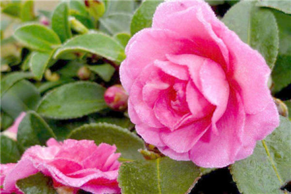 Camellia japonica