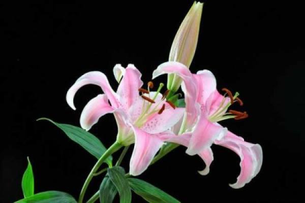 Perfume Lily