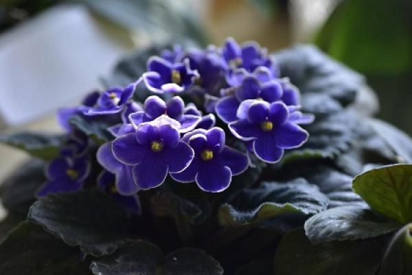 African violet