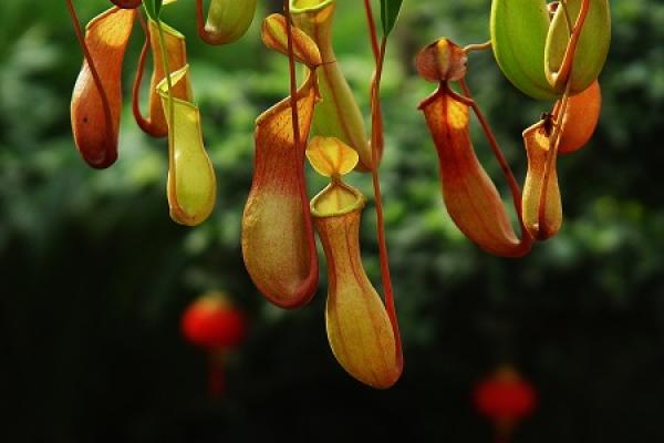 Nepenthes