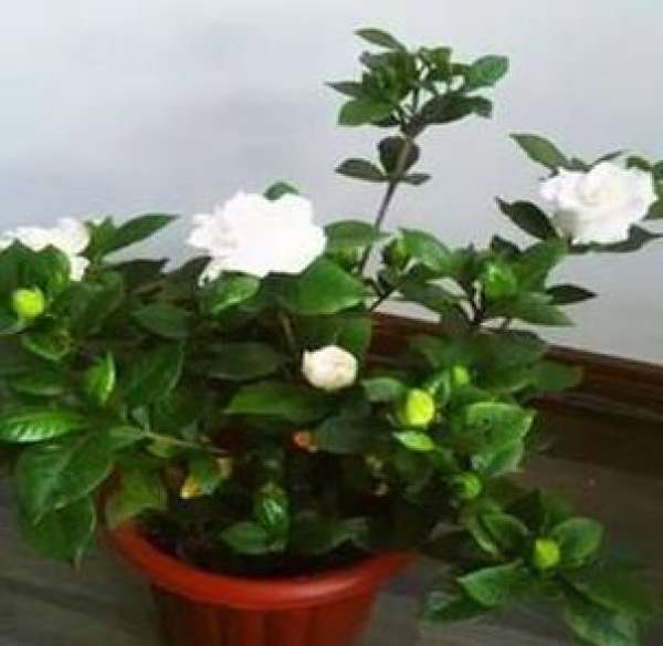 Gardenia