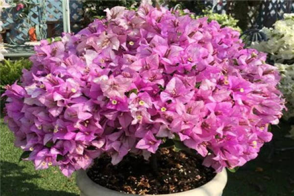 Bougainvillea