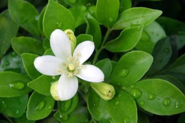 Murraya paniculata