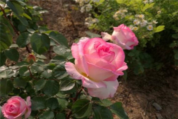 Chinese rose