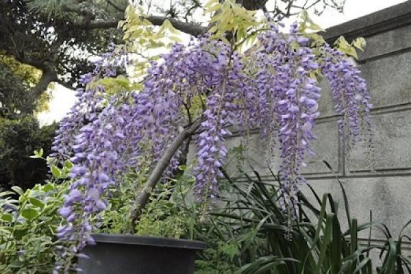 Wisteria