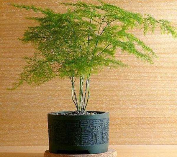 green plants