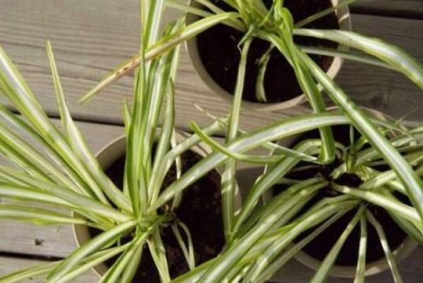 green plants
