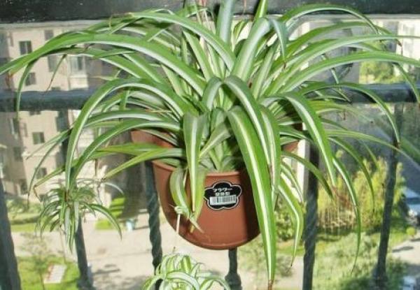 Chlorophytum comosum