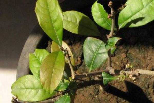 osmanthus