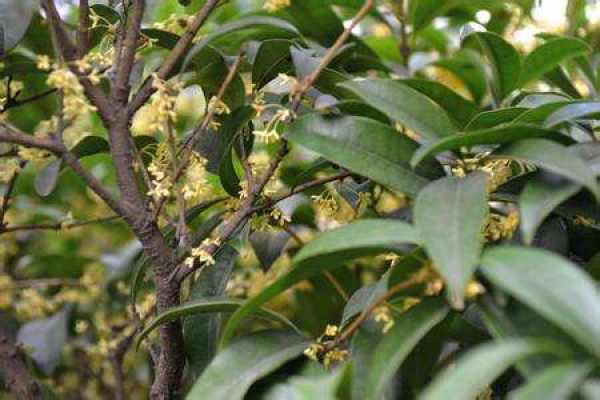 Sweet-scented osmanthus